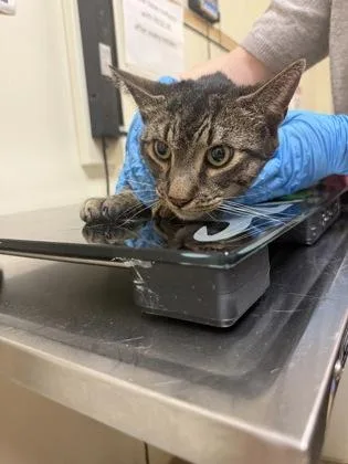 A senior large-sized male Domestic Short Hair cat named Jonathan for adoption in West Chester, PA