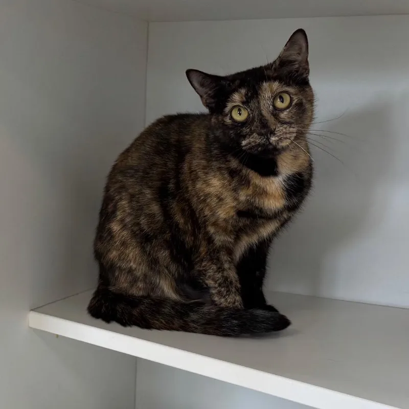 An adult medium-sized female Domestic Short Hair cat named Svetlana for adoption in Easton, PA