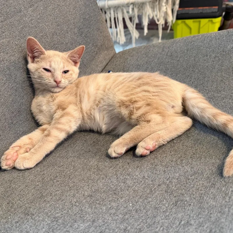 A baby small-sized male Buff / Tan / Fawn Domestic Short Hair cat named Navy for adoption in La Grange, KY