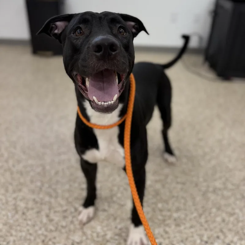 An adult medium-sized male Black Pit Bull Terrier dog named Colter for adoption in Bullhead City, AZ