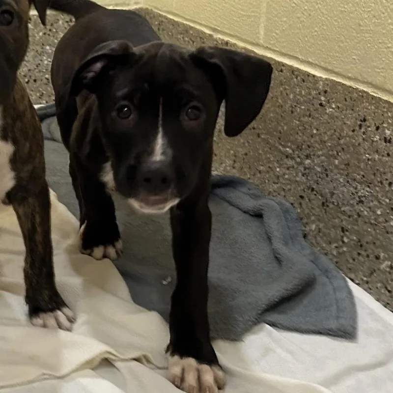 A baby medium-sized male Brindle Mixed Breed dog named Oyster for adoption in Pensacola, FL