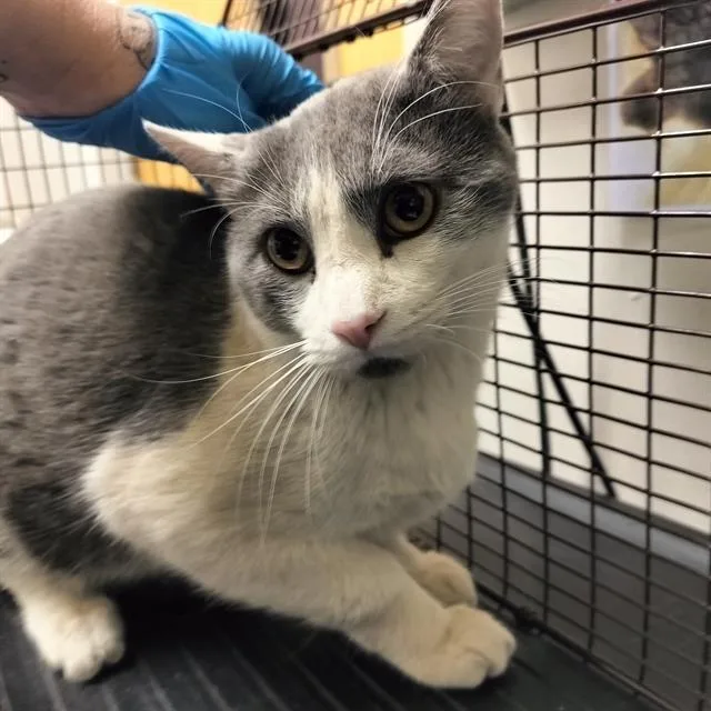 A young medium-sized male Domestic Short Hair cat named Stich for adoption in Pueblo, CO