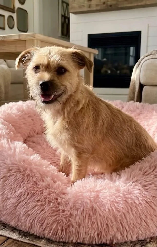 A young small-sized female Chug dog named Dolly for adoption in Rockwall, TX