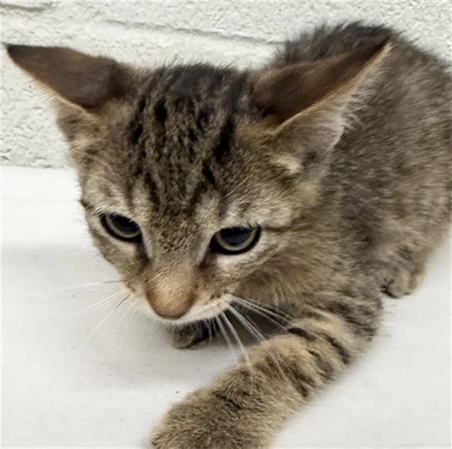 A baby small-sized male Domestic Short Hair cat named Merlin for adoption in Chula Vista, CA
