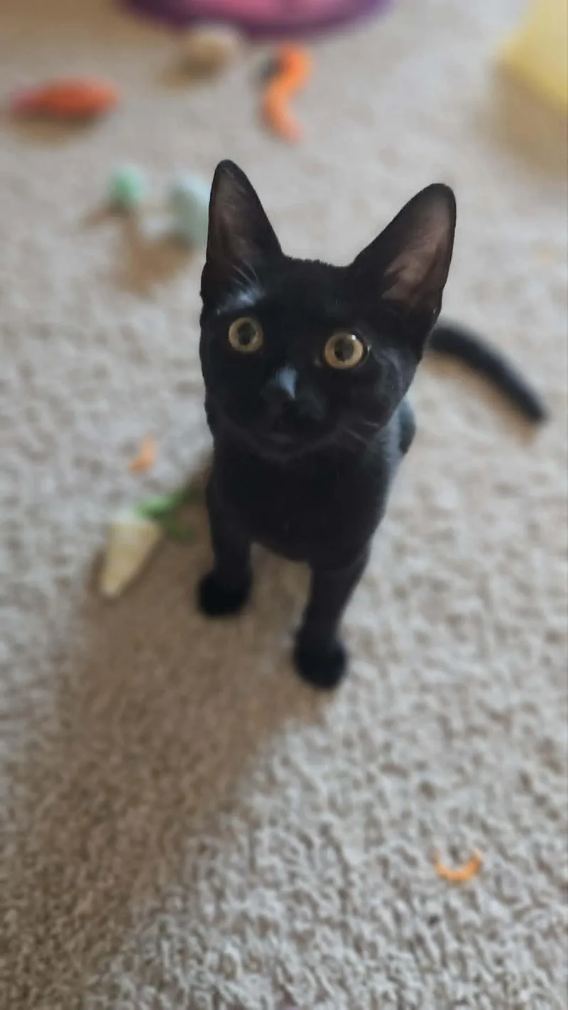 A young medium-sized female Domestic Short Hair cat named Everly for adoption in Mansfield, TX