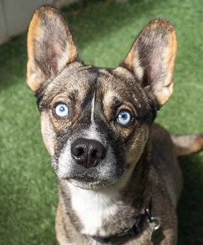 An adult small-sized male Black Terrier dog named Sbubby for adoption in Encinitas, CA