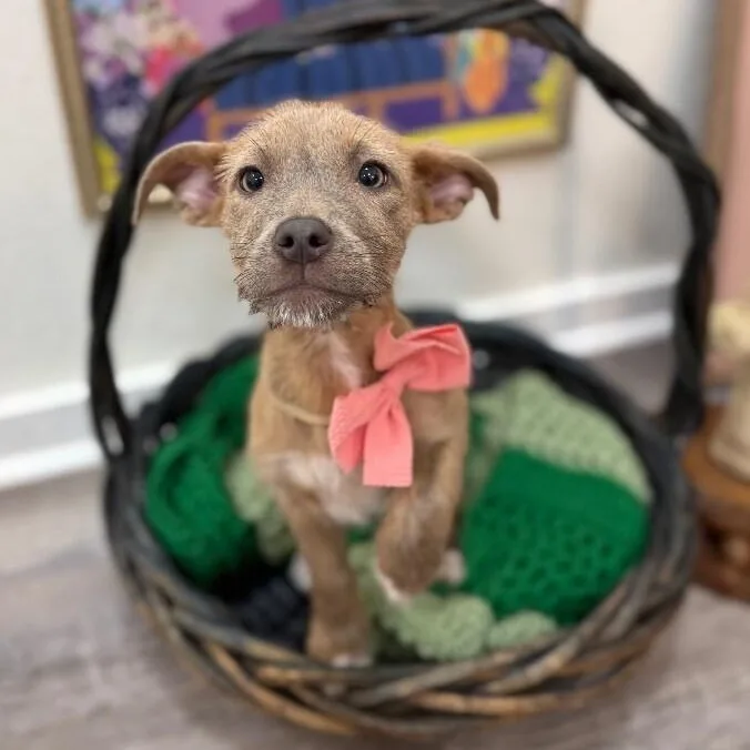 A baby small-sized female Yellow / Tan / Blond / Fawn Cairn Terrier dog named Stumpy Rose for adoption in Friendswood, TX