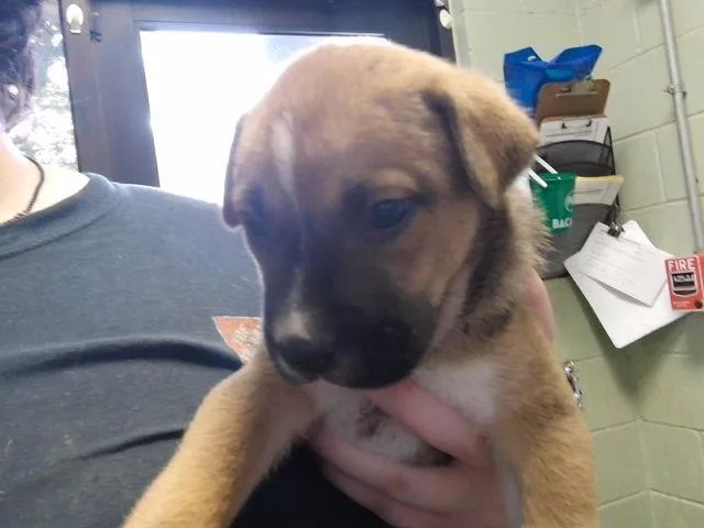 A baby small-sized male Pit Bull Terrier dog named Hermes for adoption in Tulsa, OK