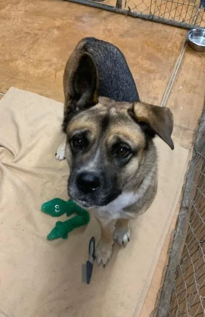 An adult large-sized female Akita dog named Akira for adoption in Thayne, WY
