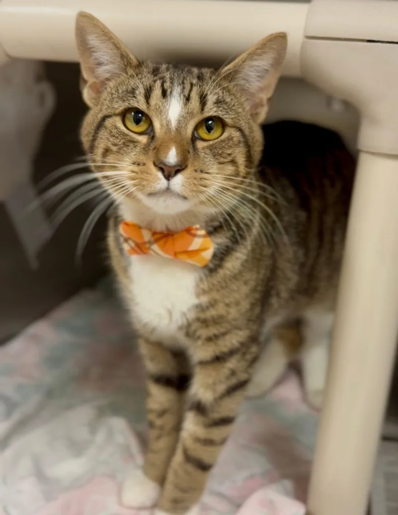 Donald Felv+ thumbnail 2