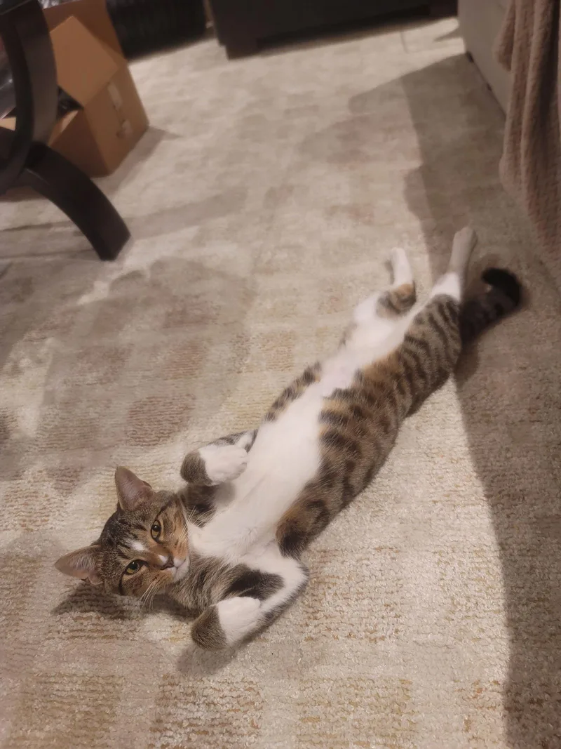 Donald Felv+ thumbnail 3