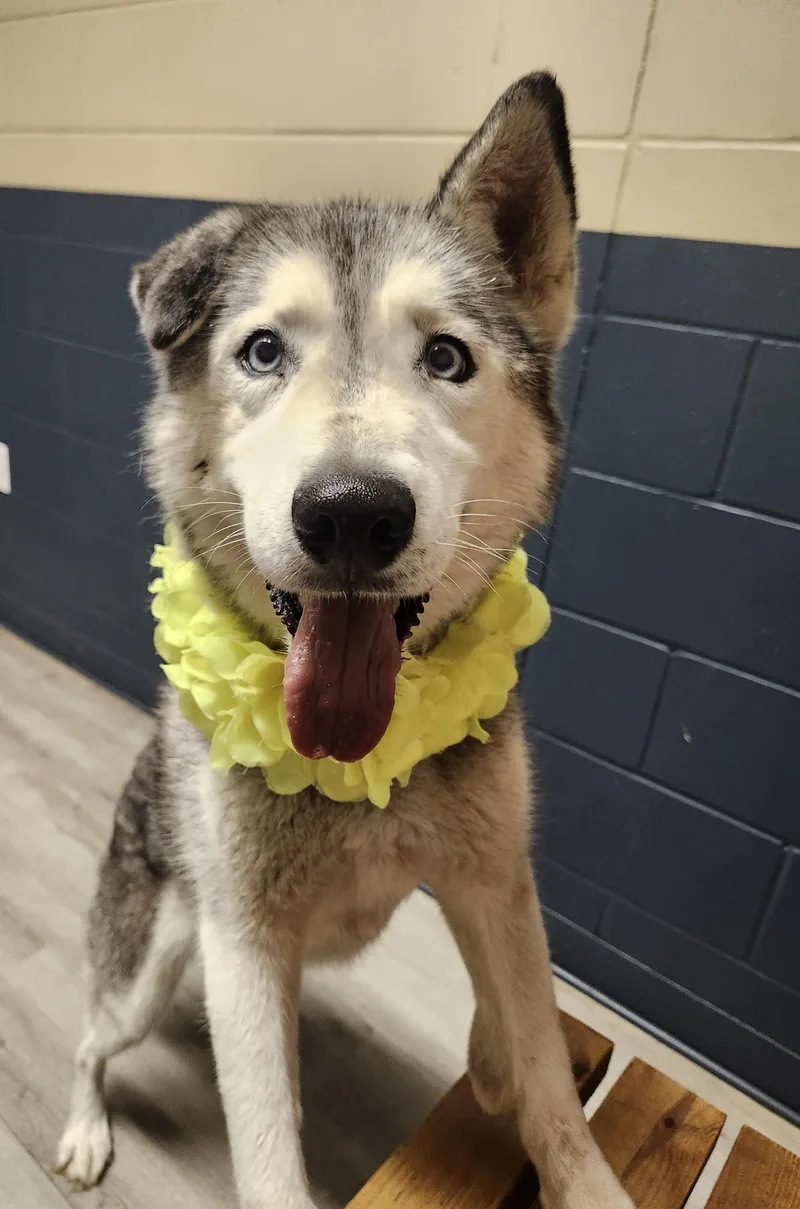 An adult medium-sized female Black Husky dog named Pam from the HOA for adoption in Mansfield, OH