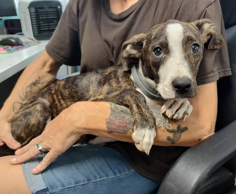 A young medium-sized female Pit Bull Terrier dog named Meha for adoption in Albemarle, NC