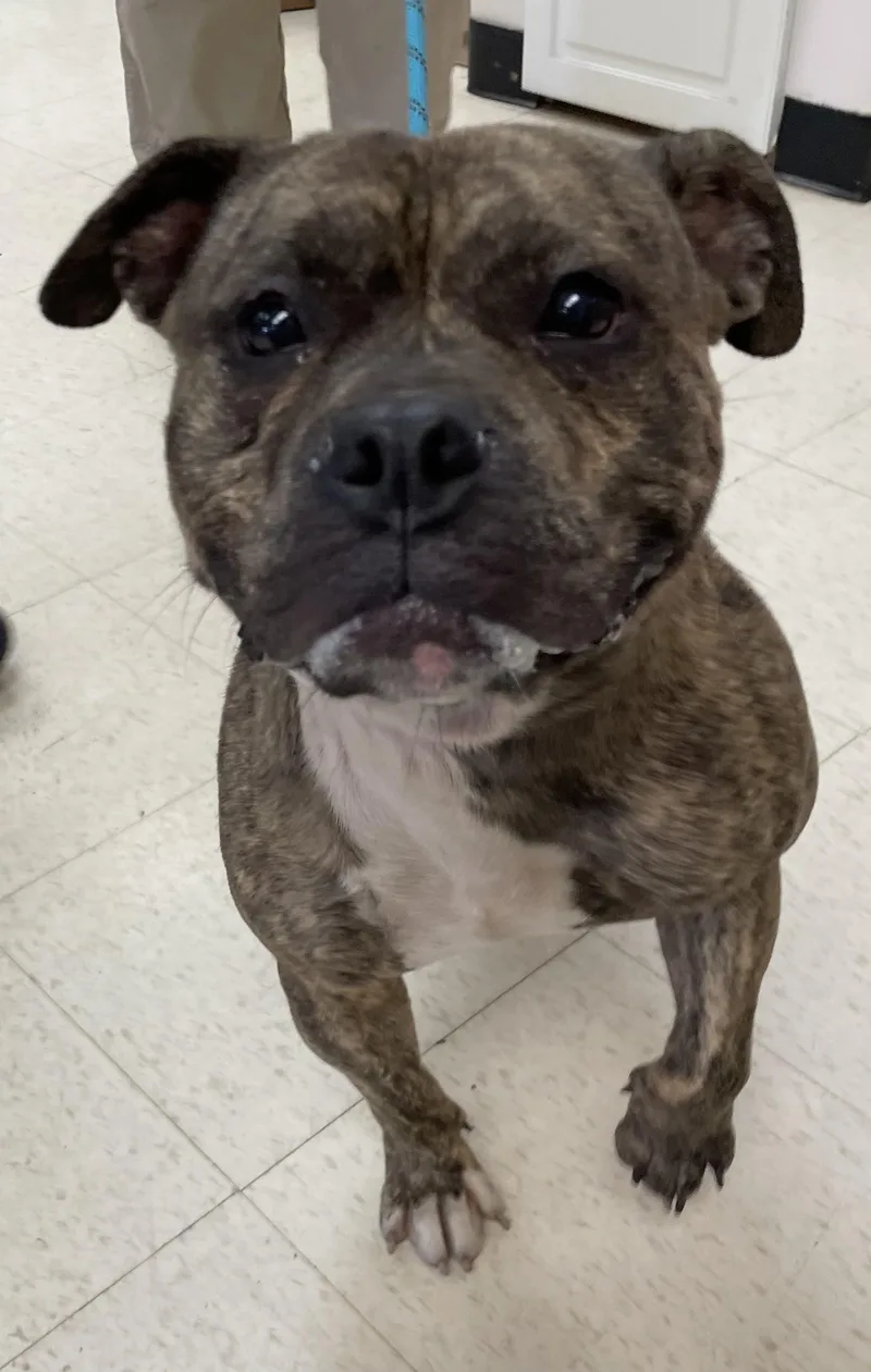 A young medium-sized male Pit Bull Terrier dog named Johnny HOLD for adoption in Canton, OH