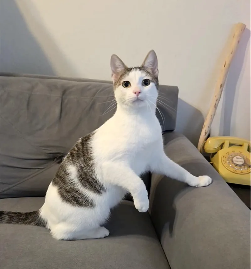 An adult medium-sized male Tabby cat named Corduroy for adoption in Alameda, CA