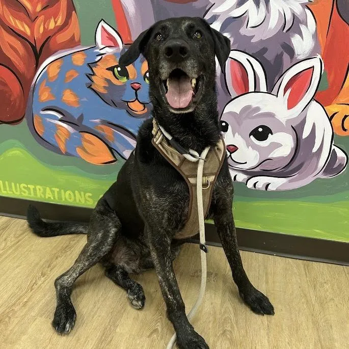 An adult extra large-sized male Black Labrador Retriever dog named Buzz for adoption in Lyndhurst, VA
