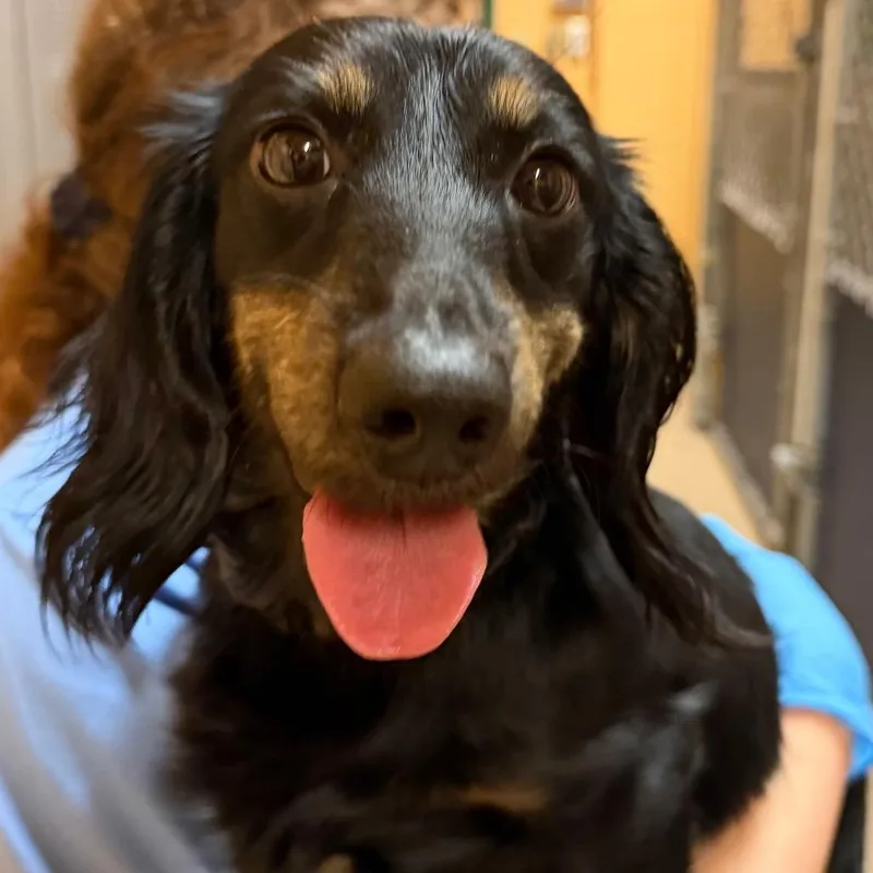 An adult small-sized male Black Mixed Breed dog named Moose for adoption in Waukesha, WI