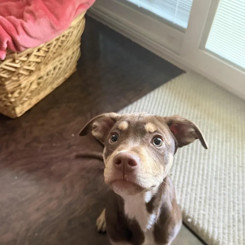 Petey