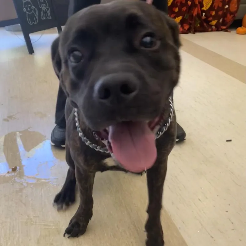 A young medium-sized male Brindle Mixed Breed dog named Hercules for adoption in Red House, WV