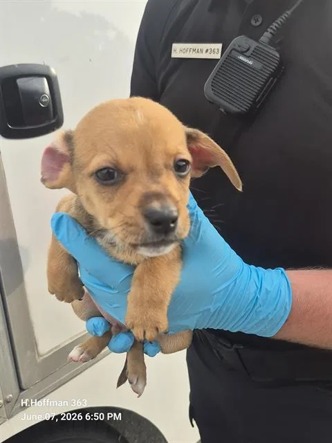 A baby small-sized male Chihuahua dog named Hornet for adoption in San Antonio, TX