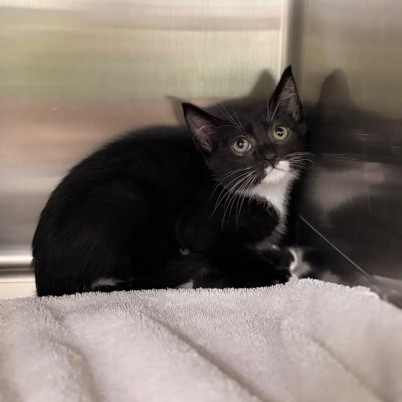 A baby small-sized male Black Domestic Short Hair cat named Victor for adoption in Spokane, WA