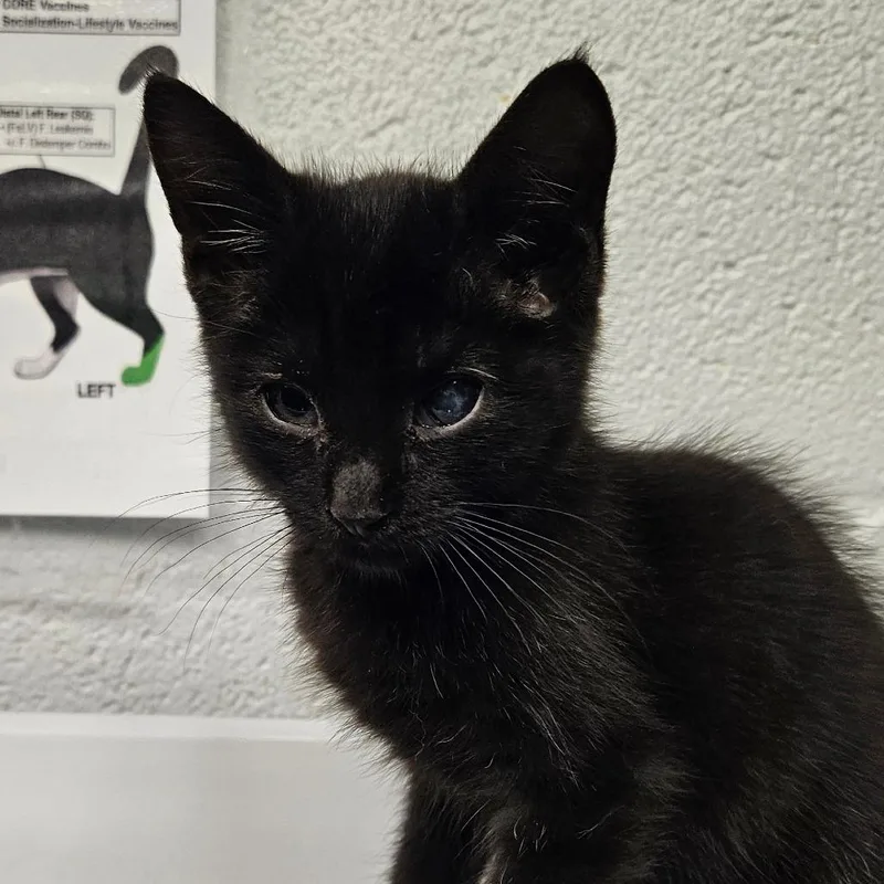 A baby small-sized male Black Domestic Short Hair cat named Jimmy Momo for adoption in Birdsboro, PA