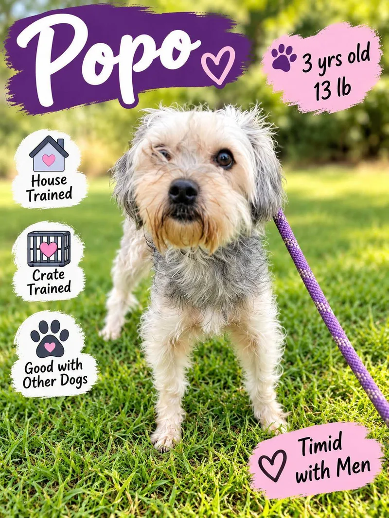 An adult small-sized female Yorkshire Terrier dog named Popo for adoption in Fort Worth, TX