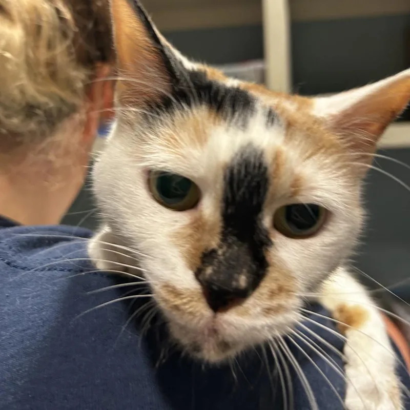 An adult medium-sized female Calico Domestic Short Hair cat named Ollie Jane for adoption in Chattanooga, TN