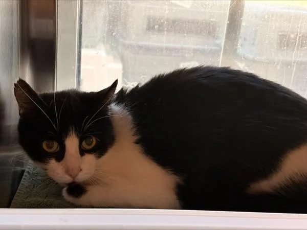 An adult medium-sized female Domestic Short Hair cat named Ducky for adoption in Stratham, NH