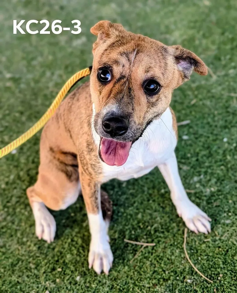 An adult medium-sized female Pit Bull Terrier dog named Kc for adoption in Ridgecrest, CA
