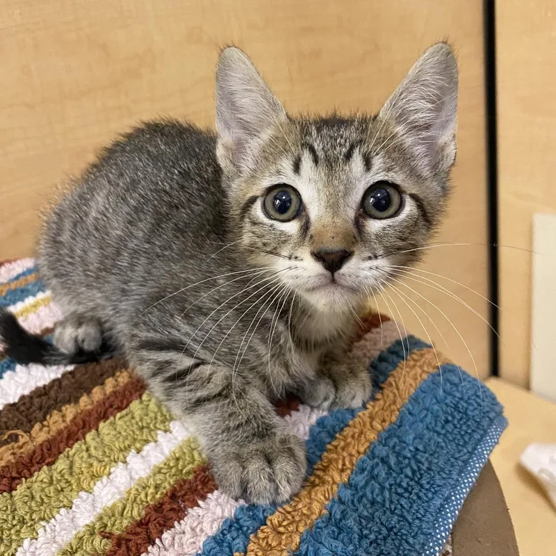 A baby small-sized male Gray / Blue / Silver Domestic Short Hair cat named Watermelon Lime Smash'R for adoption in Kyle, TX