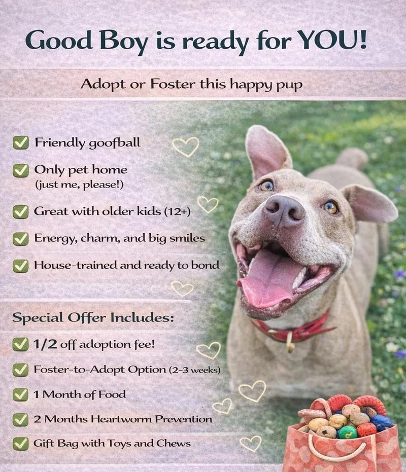 Good Boy