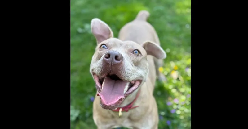 Good Boy thumbnail 2