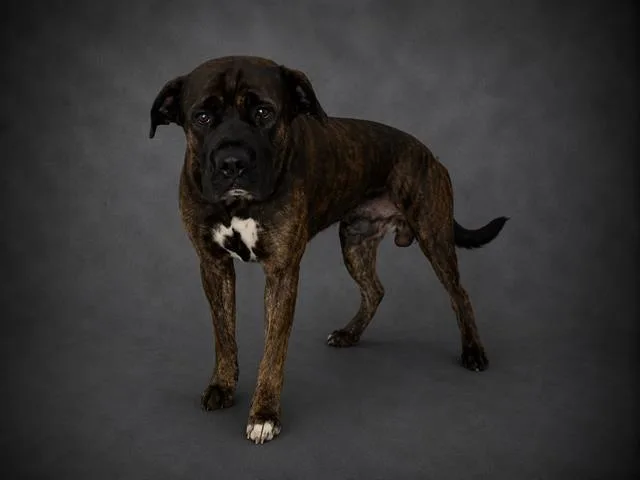 A young extra large-sized male American Bulldog dog named Moose for adoption in Winter Haven, FL