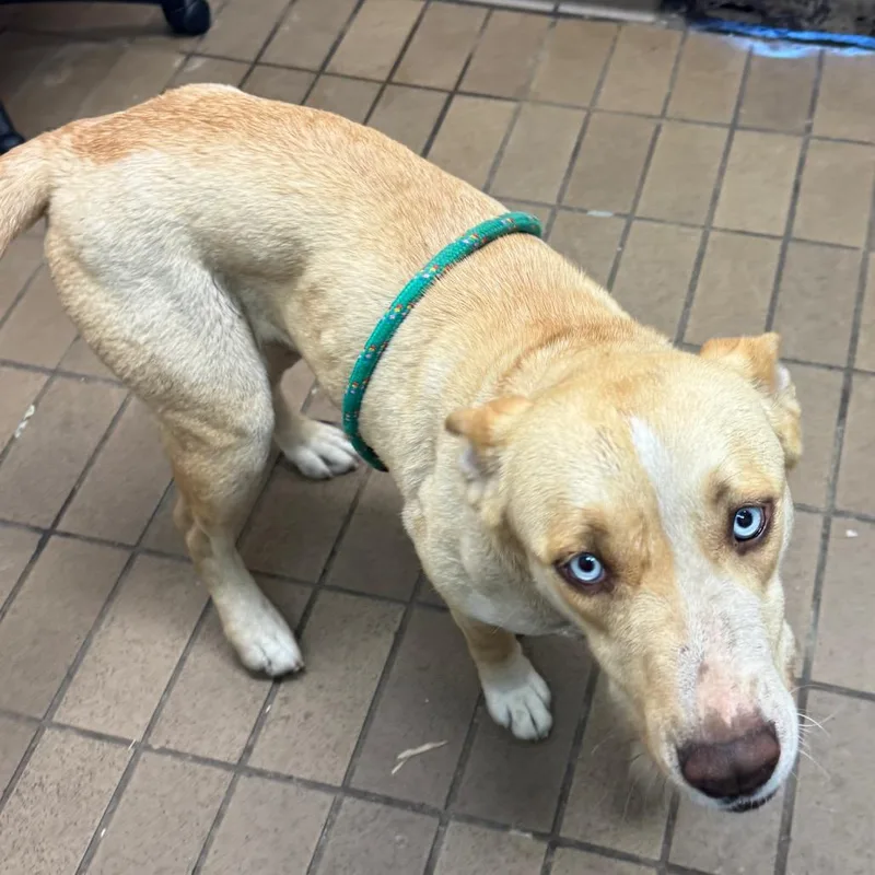 An adult medium-sized female Yellow / Tan / Blond / Fawn Shepherd dog named Matilda for adoption in Birmingham, AL