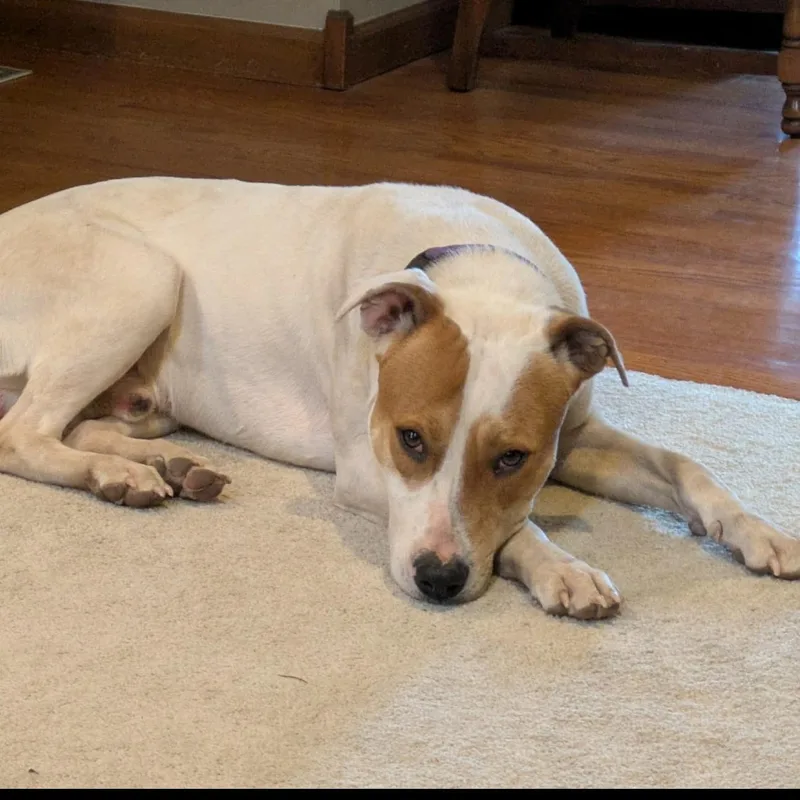 An adult medium-sized male White / Cream Labrador Retriever dog named Max for adoption in Springfield, MO