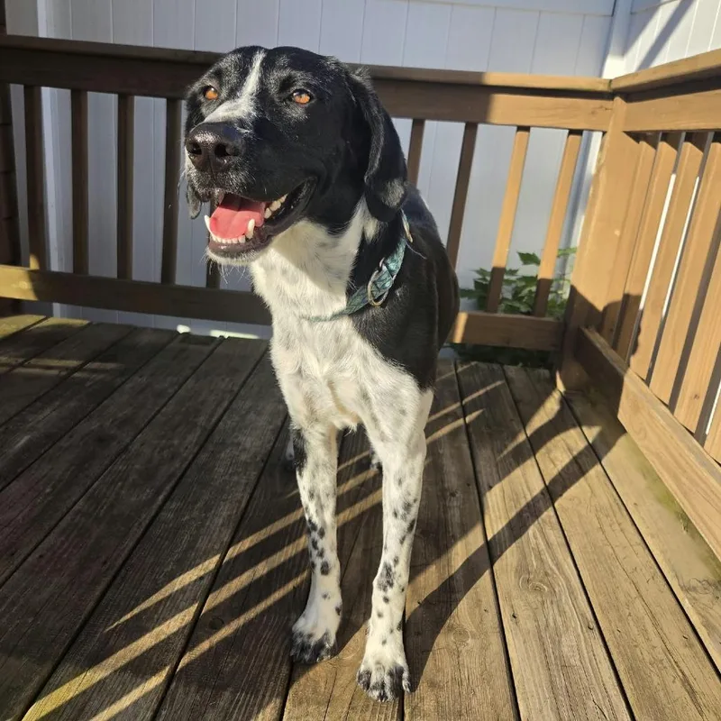 A young medium-sized male Black Mixed Breed dog named Brewer for adoption in Alma, WI