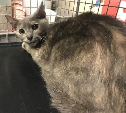 A young medium-sized female Domestic Short Hair cat named Zara for adoption in Conroe, TX