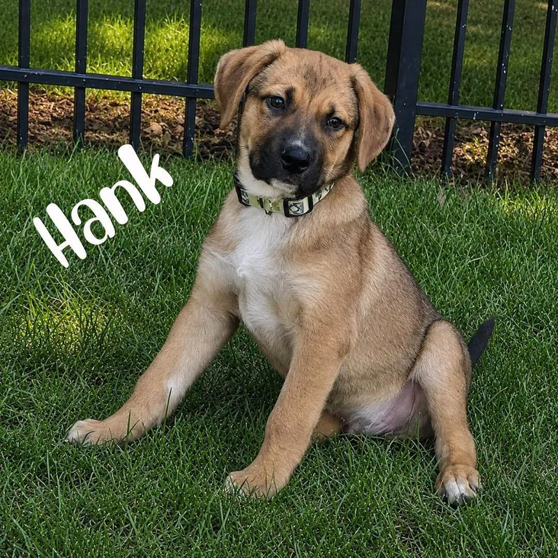 A baby large-sized male Black Shepherd dog named Hank for adoption in Kannapolis, NC