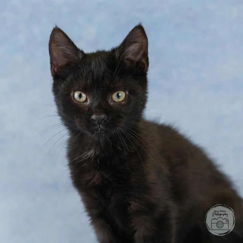 A baby medium-sized male Black Domestic Short Hair cat named Dash for adoption in Blairsville, PA