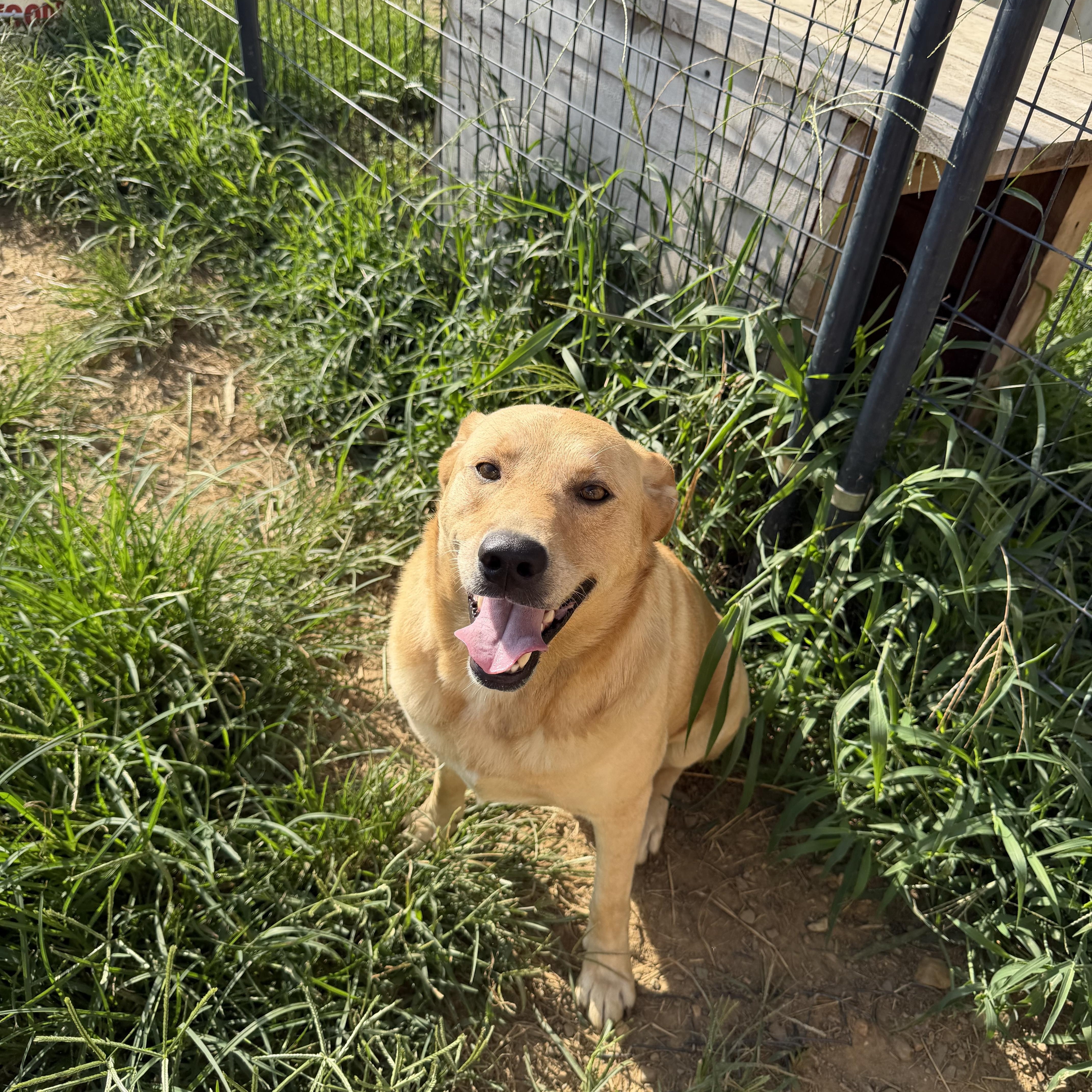 An adult medium-sized male Yellow Labrador Retriever dog named Adam for adoption in Muldrow, OK