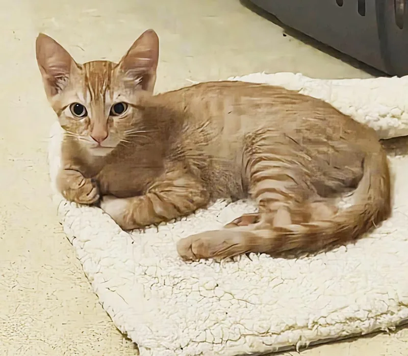 A baby small-sized male Orange / Red Domestic Short Hair cat named Peanut Summerlover for adoption in Chandler, AZ