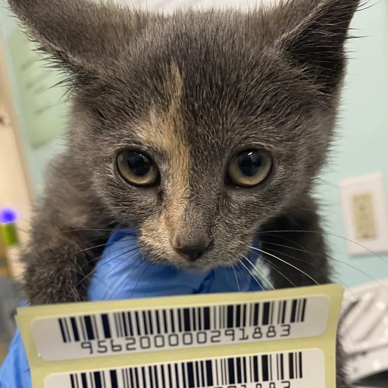 A baby small-sized female Tortoiseshell Domestic Short Hair cat named Poison Ivy for adoption in Charleston, WV