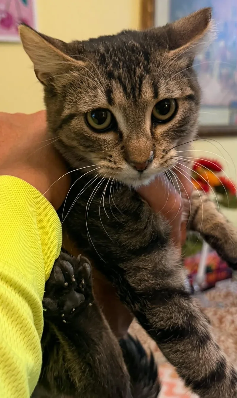 A baby small-sized female Domestic Short Hair cat named Camila for adoption in Heyburn, ID