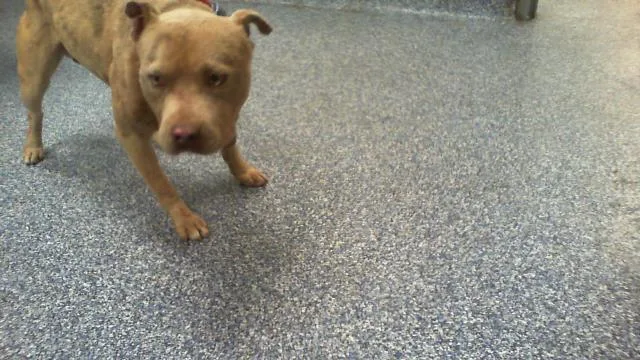 An adult small-sized male Pit Bull Terrier dog named Spike for adoption in Charlotte, NC