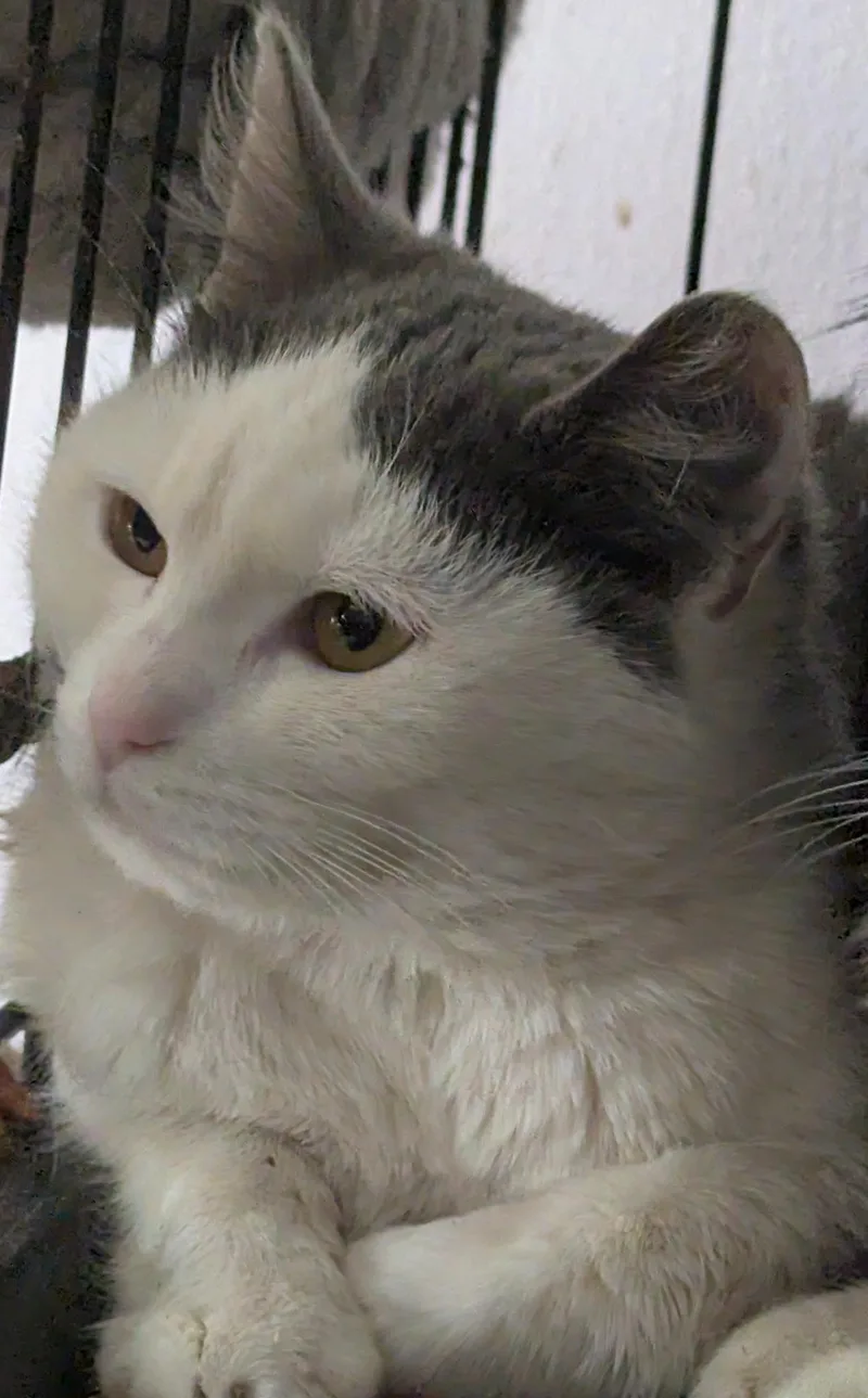 Penelope thumbnail 2