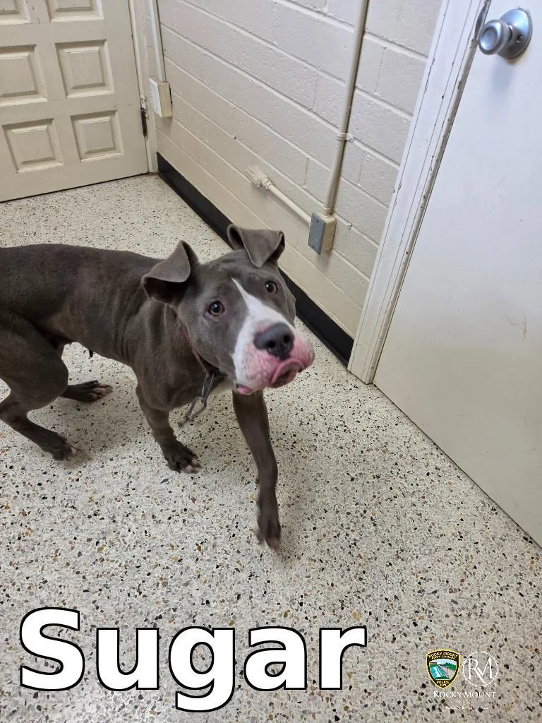 An adult medium-sized female Pit Bull Terrier dog named Sugar for adoption in Rocky Mount, NC