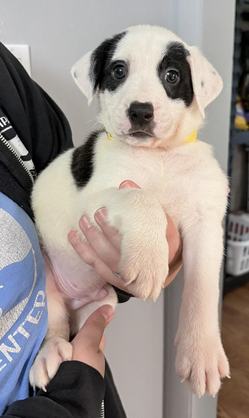 Astro