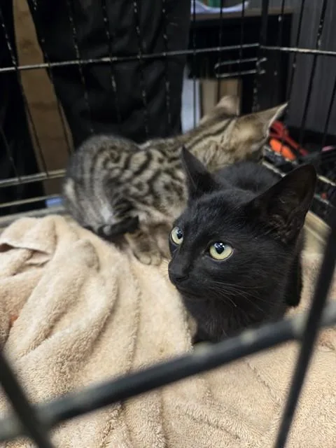 A baby small-sized male Domestic Short Hair cat named King for adoption in Casper, WY
