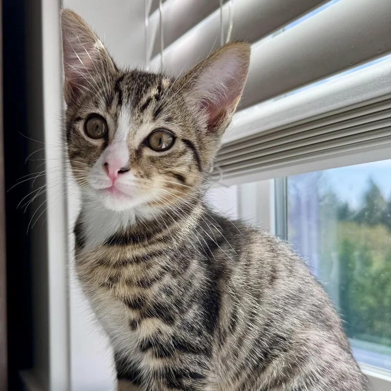 A baby small-sized male Domestic Medium Hair cat named Maui for adoption in Woodinville, WA
